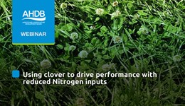 Using clover to drive performance with reduced N inputs